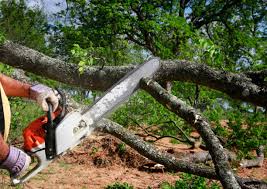 Trusted Park City, TN Tree Care Experts