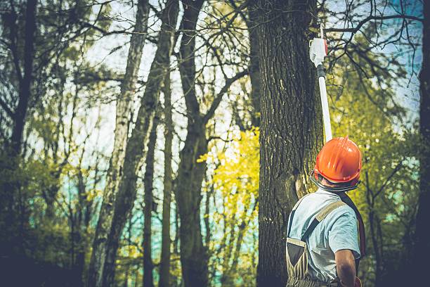 How Our Tree Care Process Works  in  Park City, TN